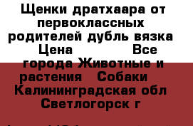 Щенки дратхаара от первоклассных  родителей(дубль вязка) › Цена ­ 22 000 - Все города Животные и растения » Собаки   . Калининградская обл.,Светлогорск г.